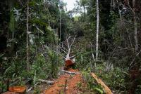 Aumenta deforestación en Colombia