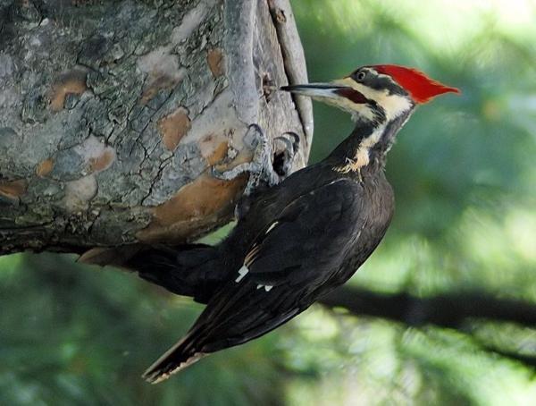 Cabeza del pájaro carpintero actúa  como martillo y no como casco