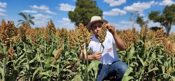 Anapo asegura incremento  en el cultivo del girasol