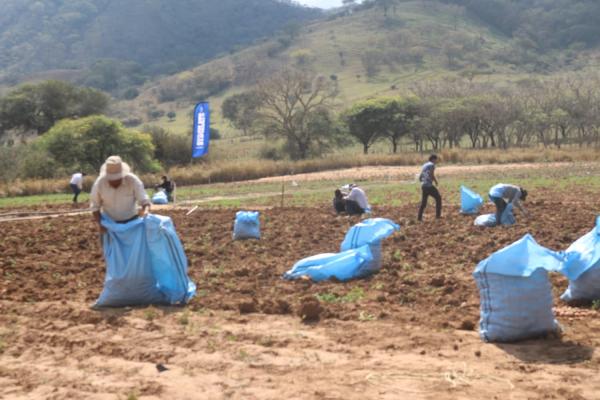 Productores logran mayor  rendimiento en sus cultivos