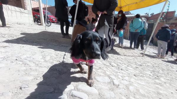 Más de un centenar de mascotas fueron esterilizados en dos días