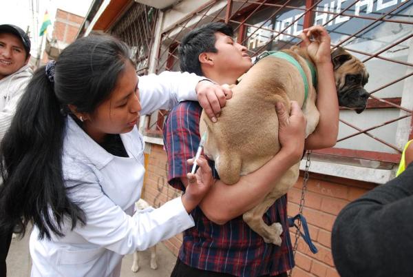 Más de diez mil perros  y gatos serán vacunados