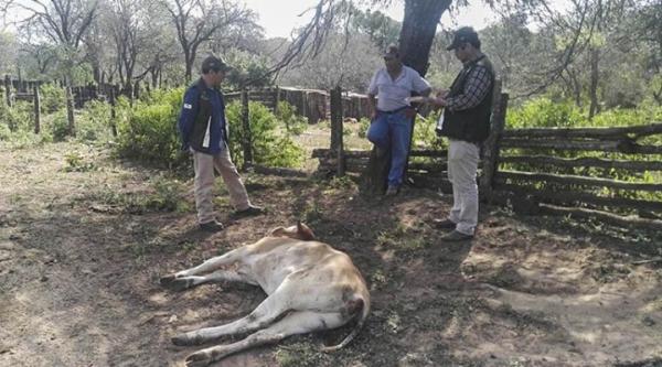 Ganado muere en el Chaco debido a la aguda sequía