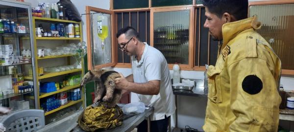 Bomberos forestales rescatan  un oso hormiguero en Roboré