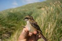 Identifican nueva especie  de pequeña ave en Chile