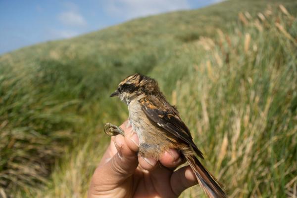 Identifican nueva especie  de pequeña ave en Chile