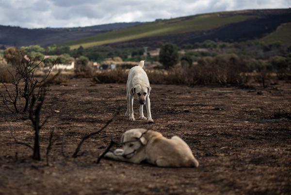 Riesgo de demencia en perros  mayores se duplica con cada año