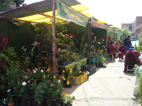 Cuatro ferias simultaneas de  floricultores en dos distritos