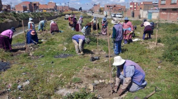 Alcaldía asevera que hay un árbol por cada 61 habitantes