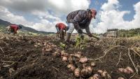 El Alto produce 953 hectáreas de papa y granos anualmente