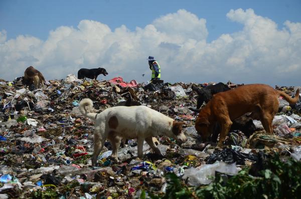 Organizaciones exigen aplicar ley contra matanza de canes