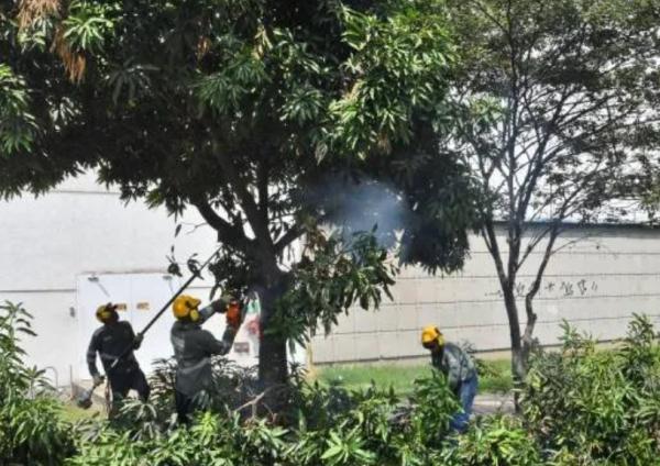 Durante seis meses está  prohibido podar árboles