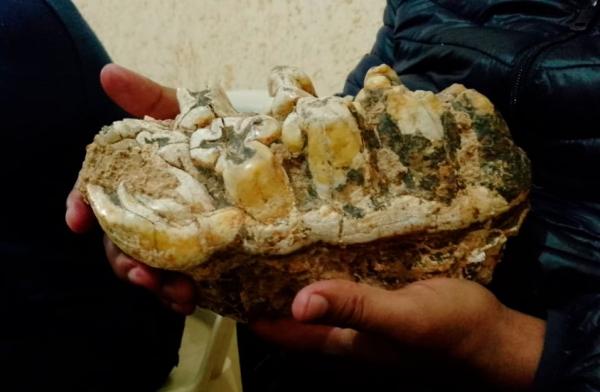 Estudian fósil de mastodonte  de hace 20 mil a 30 mil años