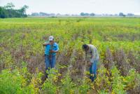 Levantan restricción a soya pero se mantiene veto a carne y azúcar