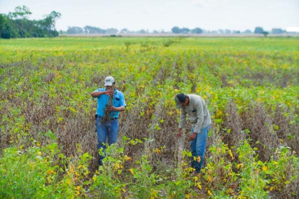 Levantan restricción a soya pero se mantiene veto a carne y azúcar