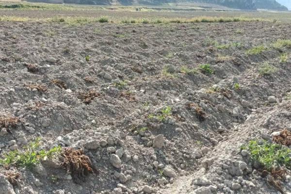 Más de mil hectáreas de cultivos fueron afectadas por las heladas