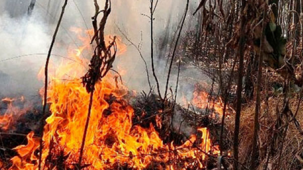 Experto califica de “mala” la labor  del Ministerio de Medio Ambiente