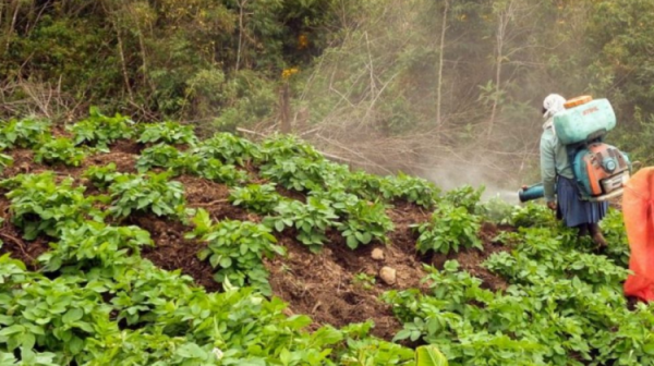 Denuncian graves daños por  fumigación con agroquímicos