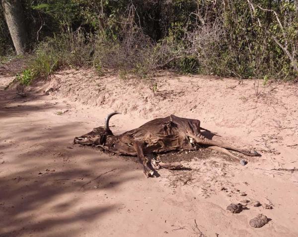 Más de 1.000 cabezas de ganado  murieron debido a la sequía