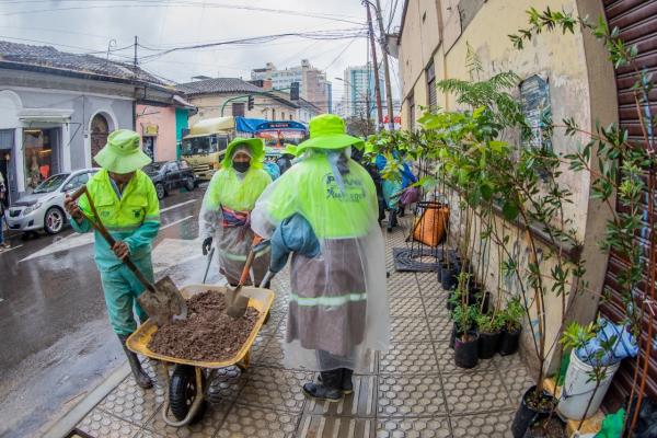 Comienza forestación del casco viejo con 210 árboles