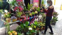 Última feria de plantas será este fin de semana