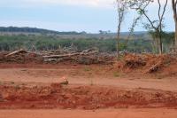 El bosque seco chiquitano está  en grave riesgo de desaparecer