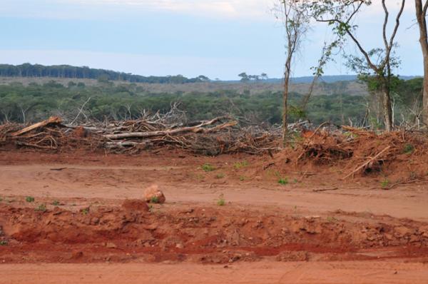 El bosque seco chiquitano está  en grave riesgo de desaparecer