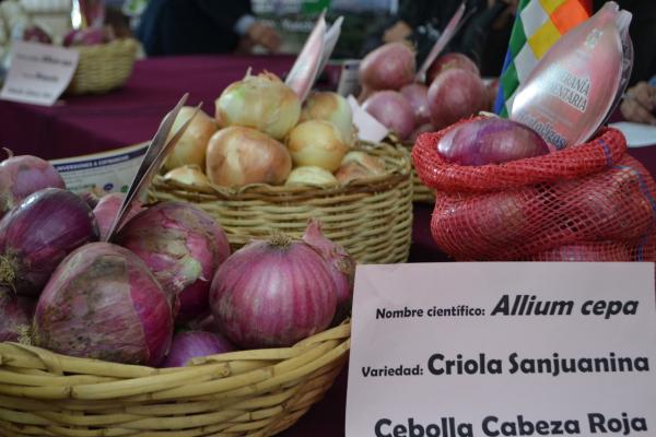 Promueven consumo y  producción de cebolla