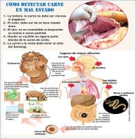 Cinco rasgos para identificar  inocuidad de carne de cerdo