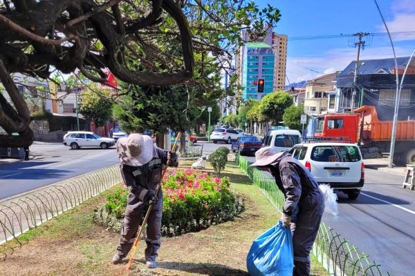 Subalcaldías atenderán poda, tala y mantenimiento de áreas verdes