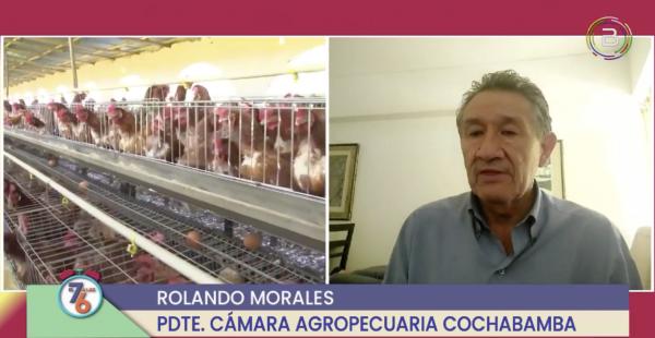 La producción de pollo  en riesgo por conflictos