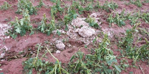 Intensa granizada destruye cultivos de frutas y verduras