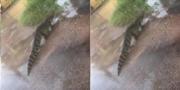 Lagarto es captado caminando  en una calle céntrica de Trinidad