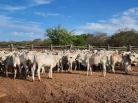 Ganaderos garantizan abastecimiento y  proyectan más exportaciones de carne