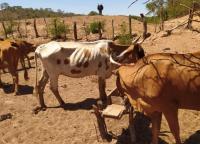 Emergencia en región del Chaco  cruceño por sequía persistente