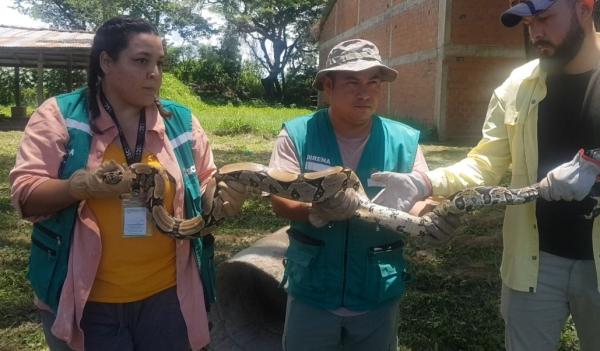 Rescatan y liberan boas que  merodeaban en zona urbana