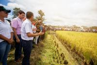 CIAT presenta nueva variedad  de arroz y entrega maquinaria