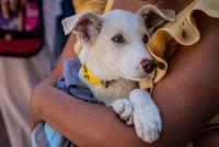 Lanzan campaña de esterilización sectorial para perros y gatos