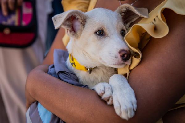 Lanzan campaña de esterilización sectorial para perros y gatos