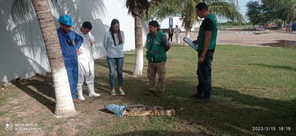 Rescatan y libera un lagarto  en el parque Lomas de Arena