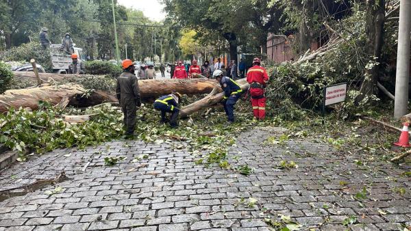 Lluvia ocasiona caída de árbol sobre  dos vehículos en zona Sur de La Paz