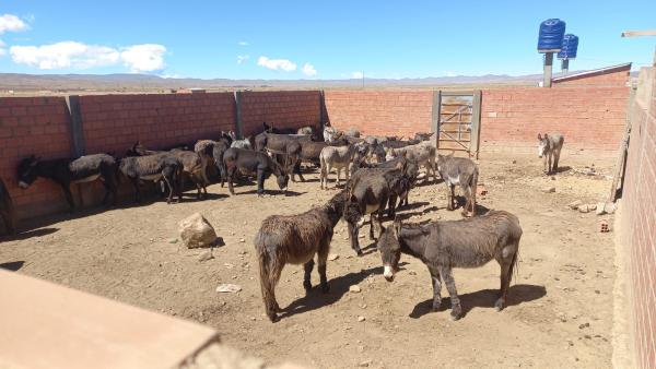 Hallan matadero clandestino  para faenado de carne de burro