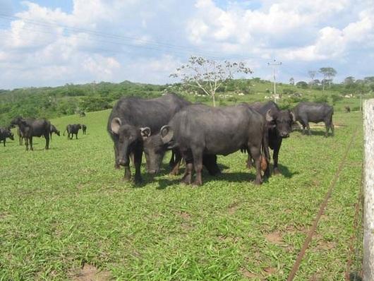 Crece hato de búfalos en el país con 60.000 ejemplares