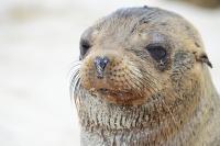 Ecuador anuncia el canje de deuda por naturaleza para proteger islas galápagos