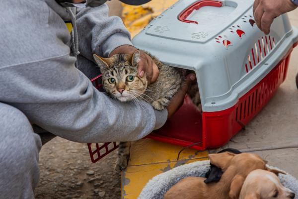 Ante aumento de rabia canina vacunan a mascotas en zona Sur