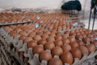 Bolivia con superávit  en producción de huevo