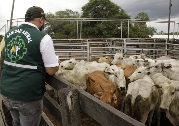 OMSA certificará a Beni y norte de La Paz  como libres de fiebre aftosa