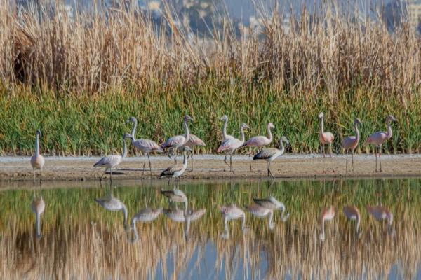 Los flamencos embellecen laguna  Alalay, se quedarán todo el invierno