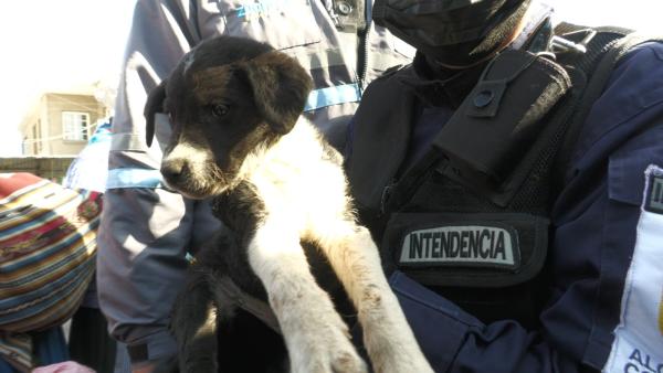 Rescatan 12 cachorros del mercado La Pampa