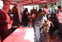 Realizan campaña gratuita de esterilización  para más de 700 mascotas en urbe paceña